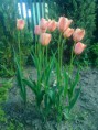 /album/fotogaleria-tulipan/fotografia0529-jpg/