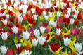 /album/fotogaleria-tulipan/tulips-181918-640-jpg/