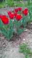 /album/fotogaleria-tulipan/wp-20150508-11-47-15-pro-jpg/