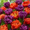 /album/fotogaleria-tulipan/tul6-jpg/