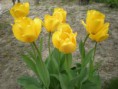 /album/fotogaleria-tulipan/tul10-jpg/